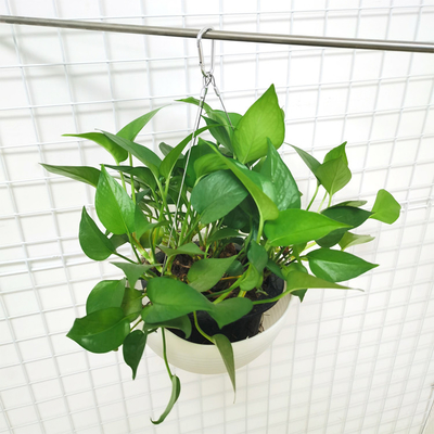 Flower Pot Toggle Hanger Wire Rope Stainless Steel Wire Cable Gripper End Fittings For Hanging Plant Basket